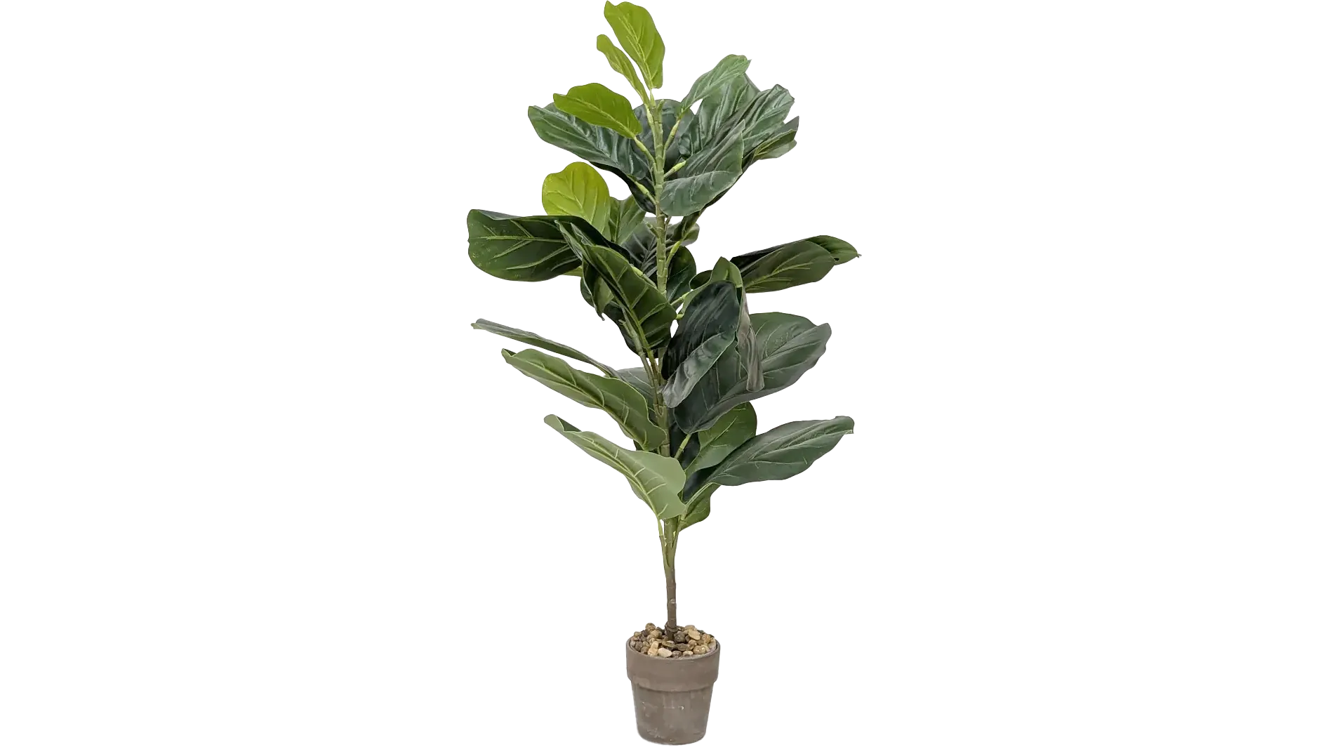 Mars Fiddle Leaf Tree (3ft)