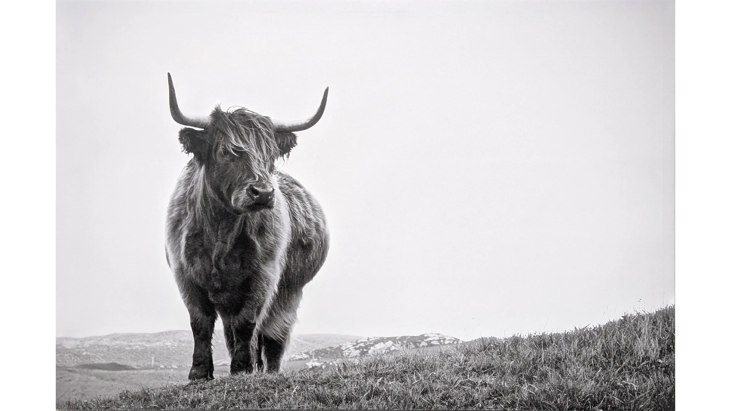 The Bull (36x24)