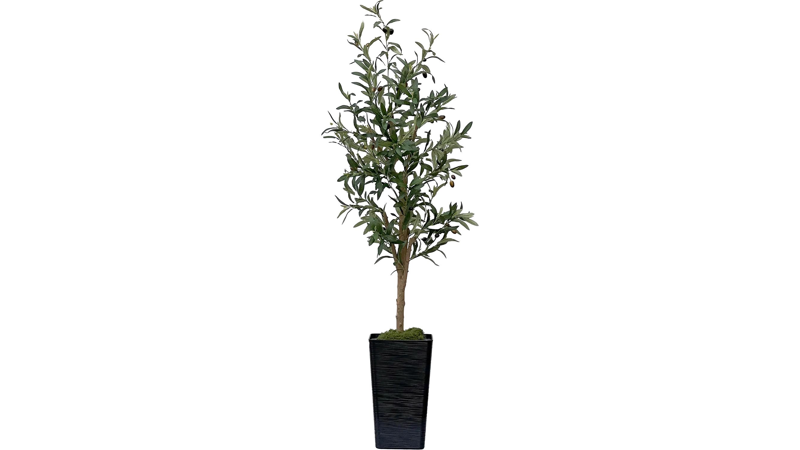 Olive Tree in Black Pot (5ft)